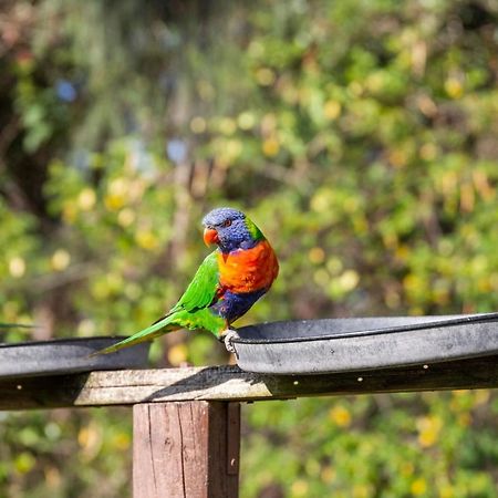 Lorikeet Holiday Park Arrawarra Экстерьер фото
